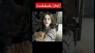 Hermione's pet Crookshanks #ytshorts #harrypotter #hermionegranger #hogwarts