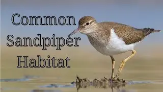 Common Sandpiper Habitat | Actitis hypoleucos | Small Palearctic Wader | Sandpiper bird