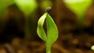 NutraHerbs