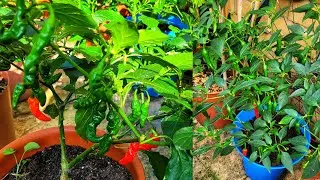 Naga Chilli and other vegetable plants update || Shokher Bagan UK 2025
