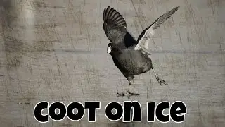 Coot walking on ice