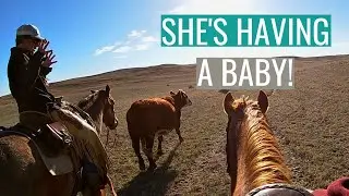 EXPLAINING COW LABOR (to my nine year old while moving pregnant cows)
