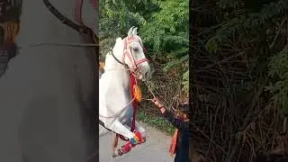 #horse #viral #video #eshort 💔&hearts;️❤️🥰#horseshortvideo #horsesvideo #horsesvideo