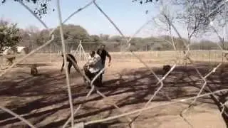 Canned Hunting&hellip; Saving Serabie