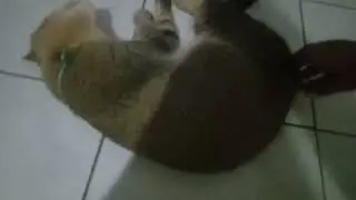 A Cat Flop On Camera.