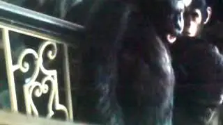 Dawn Of The Planet Of The Apes Koba Kills Ash