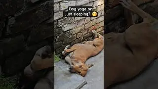 Naping power #adoptstrays #instadogs #strayanimals #savestreetdog #funny #sleepingdogs #welfare #pet