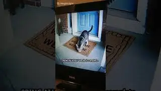 Ring Camera 🤣   #Comedy #RingCamera #AIHumor #HomeSecurity #MagicLightai #MagicLight