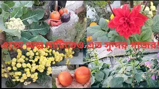 দারুন হারভেস্ট করলাম ছাদবাগানে,এতো অল্প মাটিতে গাজর হয়েছে ||#roofgarden #এসোবাগানকরি 
