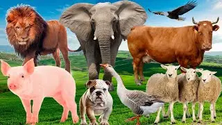 Animales de la Granja, vaca, caballo, cerdo, pato, ganso, oveja, gallo, sonido animal...