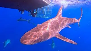 Shark Dive Oahu's North Shore!