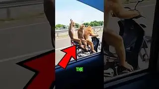 Top 3 smartest animal part 2  #facts #animals #english #trendingshorts