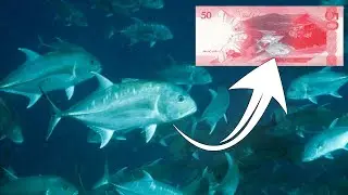 Isda sa 50-Peso Bill | Captive Breeding of Maliputo or Caranx ignobilis | Fish Cage Farming