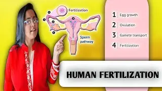 HUMAN FERTILIZATION: Do You Know Egg Releases Light And Sperm Can Smell Without A Nose ??