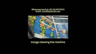 Commercial mango cleaning line machine fruit washing machinery food equipment