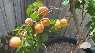 Bulida Apricot first time fruiting.