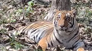Bengal safari  #bengali #nature #naturelovers #kidsvideo #kidsvideo #kidsengagement