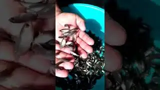 Anabus seed
