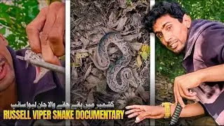 Russell Viper | Facts, Behavior & Awareness 