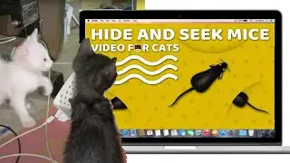 Kitten vs. Virtual Mouse on MAC Screen | Cute Cat Reaction!