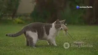 Wild Instincts: Domestic Cat's Hunting Skills