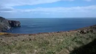 Manx Loaghtan on the Isle of Man