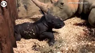 WEB EXTRA: Baby Rhino Learning To Stand