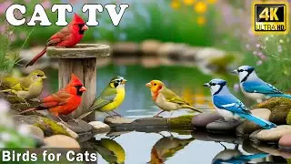 The Ultimate Cat TV－Garden Birds Singing & Colorful Birds to Calm Your Cats🦜Best Video For Bored Cat