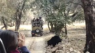 Ranthmbhore national park sloth bear very rear sited with cubs zone 2 evening safari