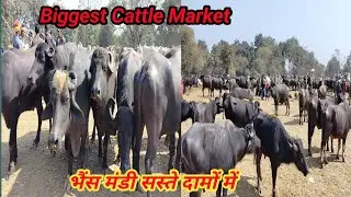 Biggest Buffalo Market/Buffaloes are available here at the cheapest prices, come and take them 🦬🐃