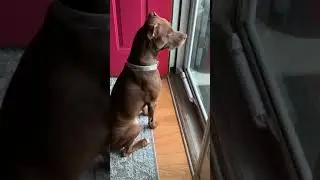 Excited dog noises