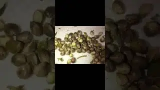Селективная селекция семян каннабиса #семена #Семена
