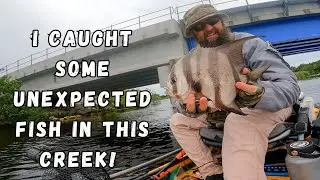 I caught some unexpected fish in this creek!