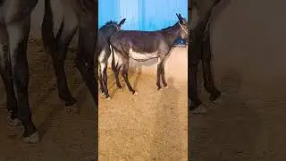 Funniest Donkey Ever Donkey Training the fun way 2159
