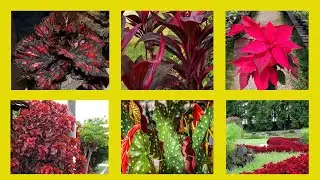 9 Plantas com folhas vermelhas