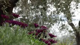 MVI 3969. A bush of  African daisy (Dimorphoteca pluvialis)  moves under the wind.