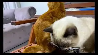 A slice of real cat life 😻🎬🎥🍿@ the pmm family