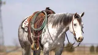 Lot # 63, BAR C D BLUE DRIFTER offered by Wilson Cattle @ Diamond in the Desert Horse Sale~ Reno