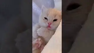 SO CUTE 😻