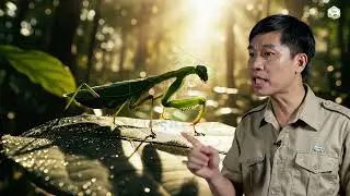 PRAYING MANTIS AMBUSH HUNT - Insect & Wildlife World