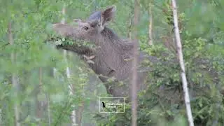 Wild Nature Estonia - Teaser