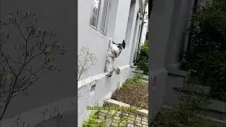 Can cats catch birds?#cat #bird #funny #hunting #funny #pets #animals #cute