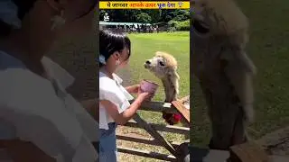 Bad habits of Lamas animal 😂 #animals #lama #shorts