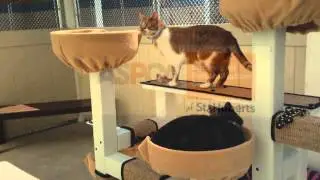St. Hubert's Animal Welfare Center - Madison Campus