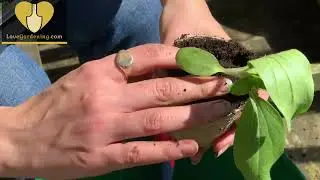 How To Transfer & Repot Plants & Cuttings with Katie Rushworth