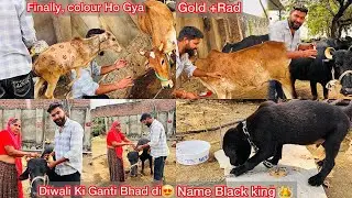 Finally Colour Kar Diya🐂Gold+Rad || Diwali Ki Gandi Bad Di😍 Blackking Rakh De🦮