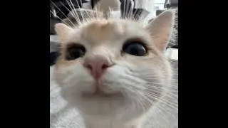 Live streaming of Catto Plays Geometry Dash
