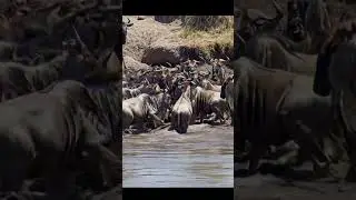 WAIT Till The Crocodile Attack The Wildebeast!! #wildlife #predatorvsprey #animals #wildanimals