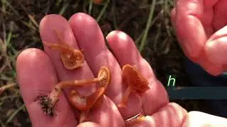 The Mushroom Hunter - Paul Stamets