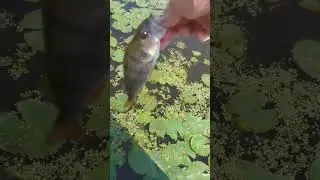 nice perch #fishing #perch